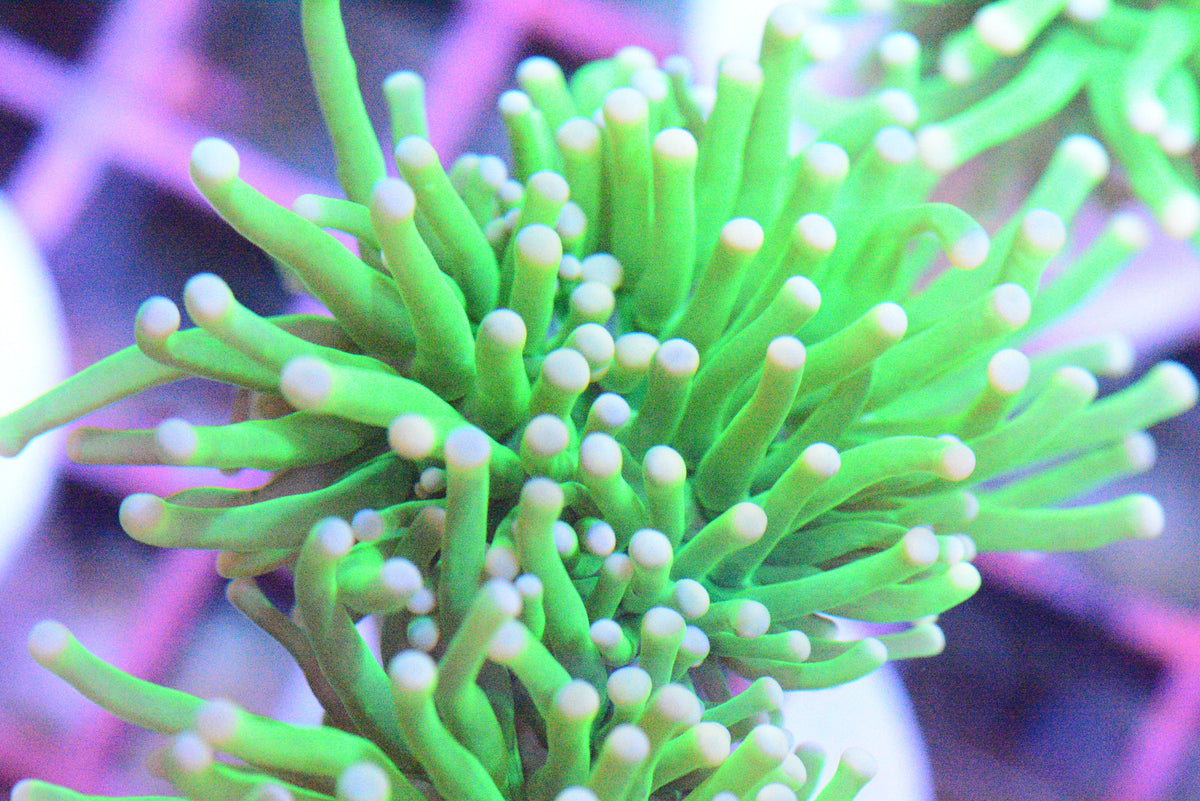 Coral Frags Aquatic Cove