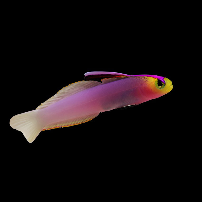 Gobies