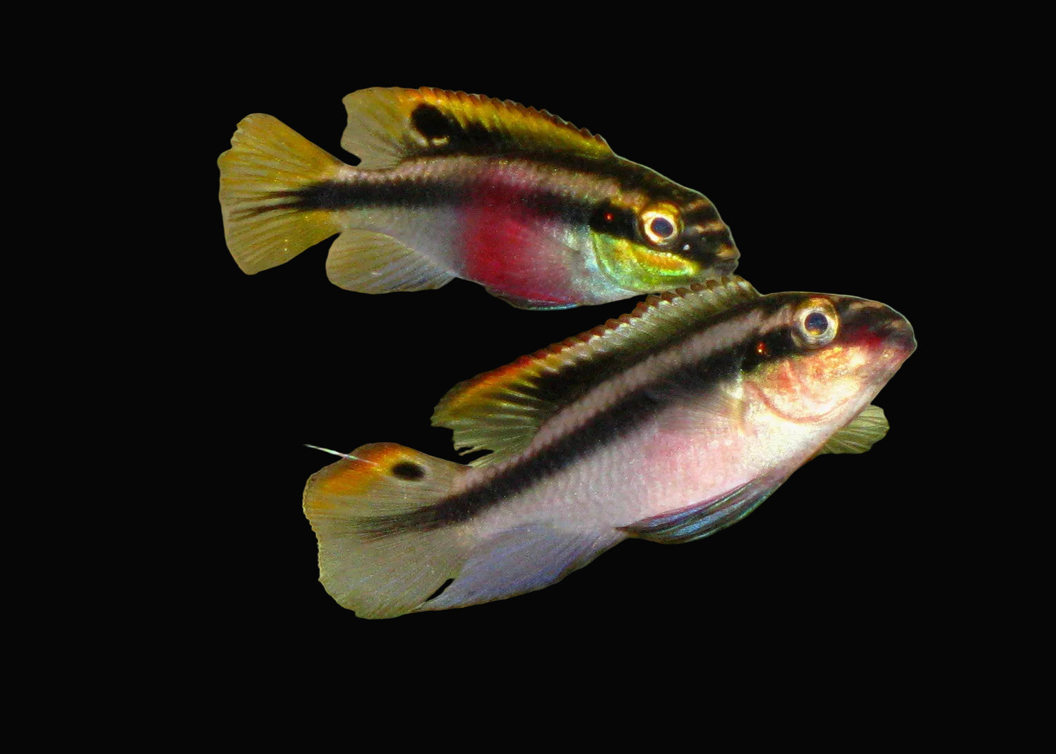 Kribensis Cichlid