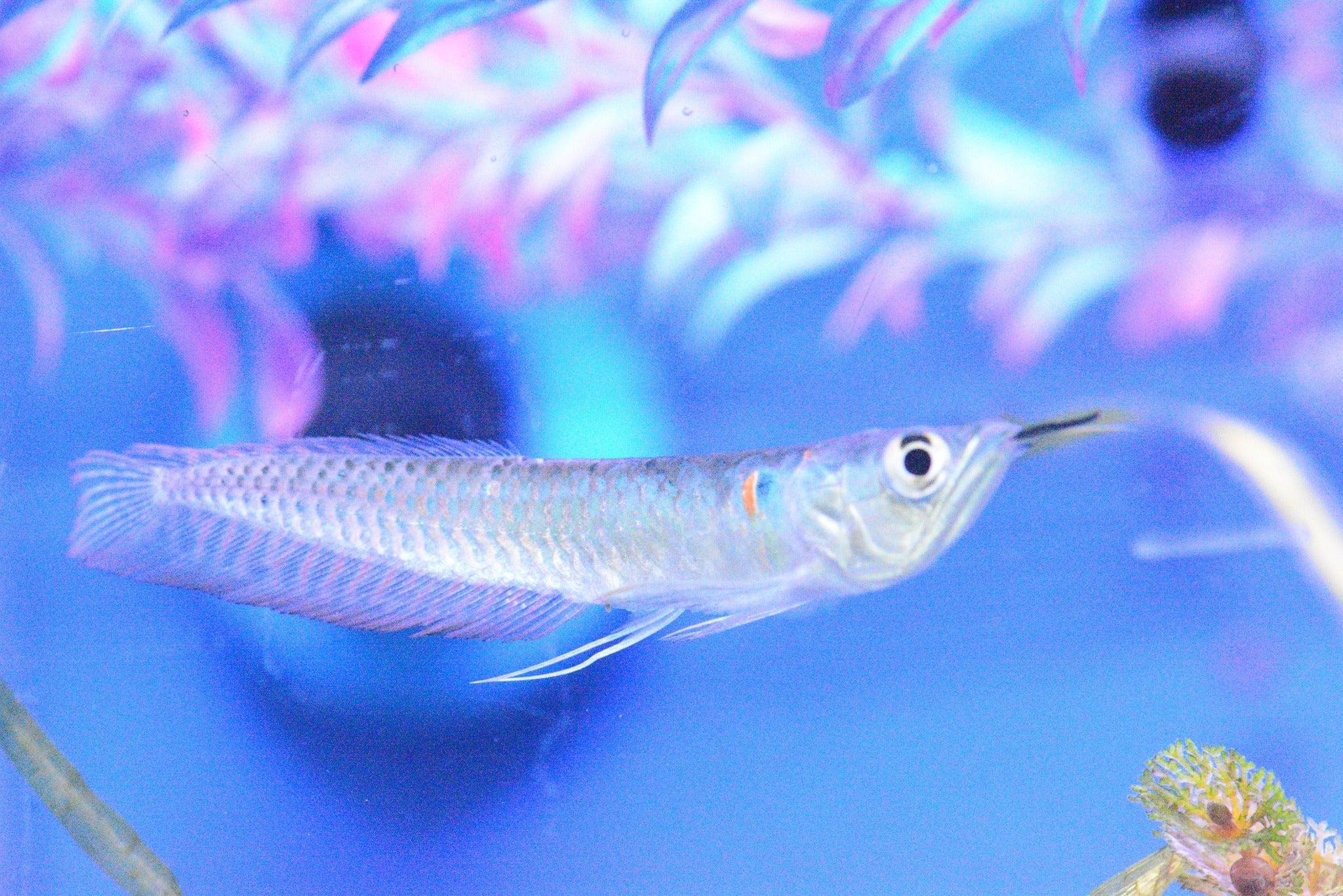 Silver Arowana