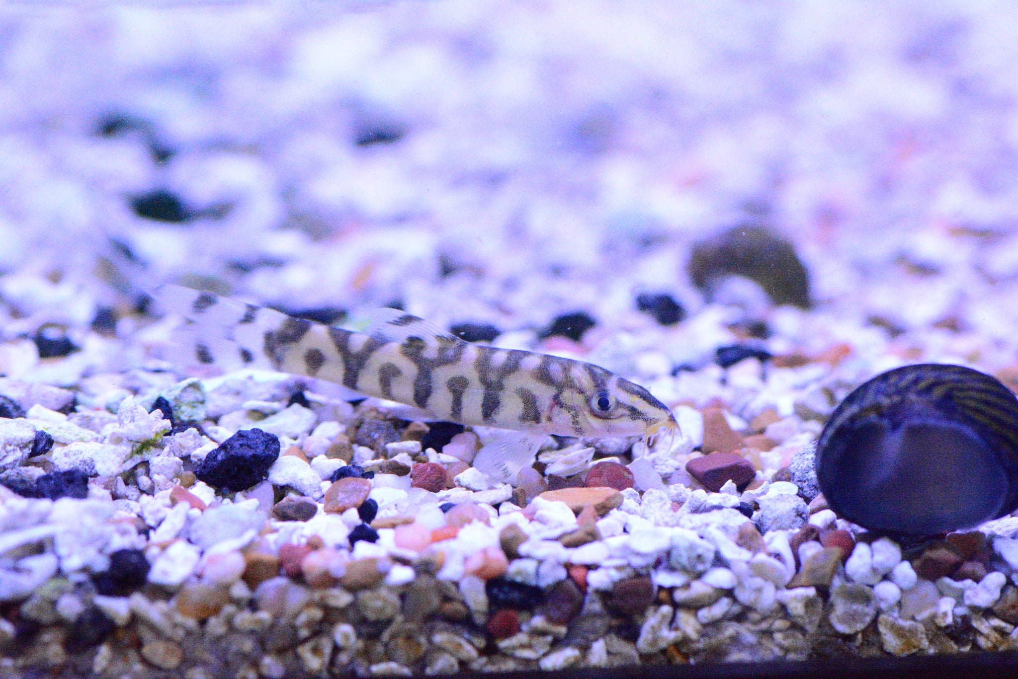 Yo-Yo Loach