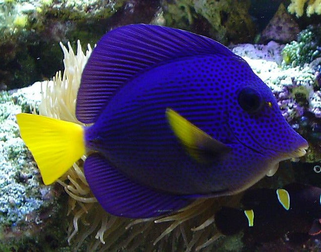 Purple Tang