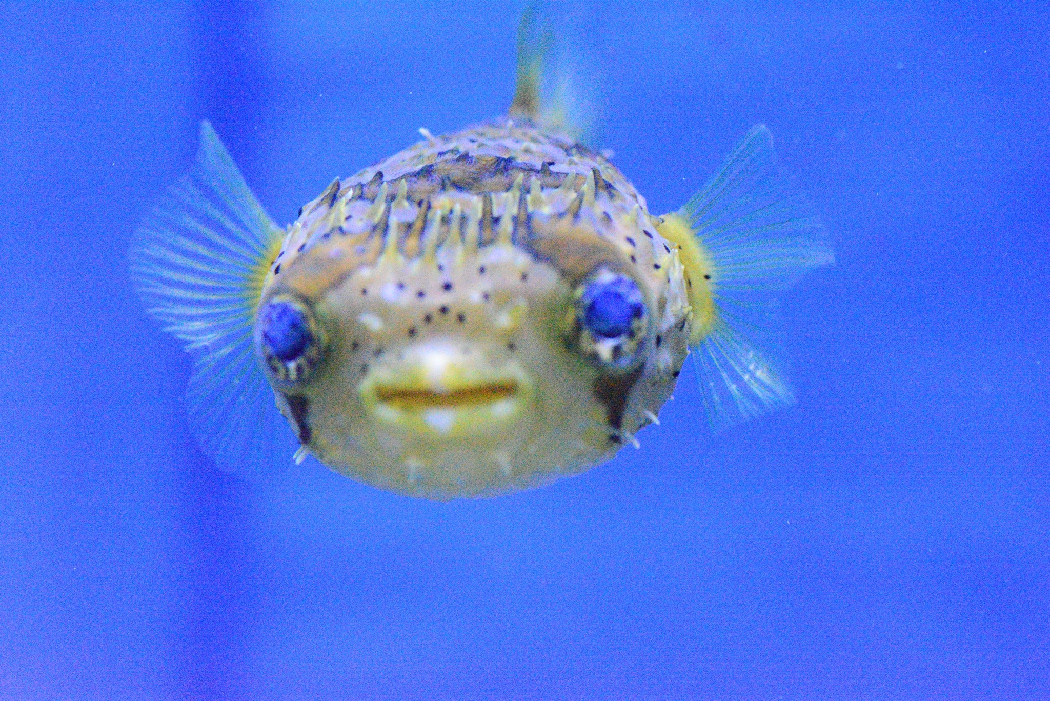 Porcupine Puffer