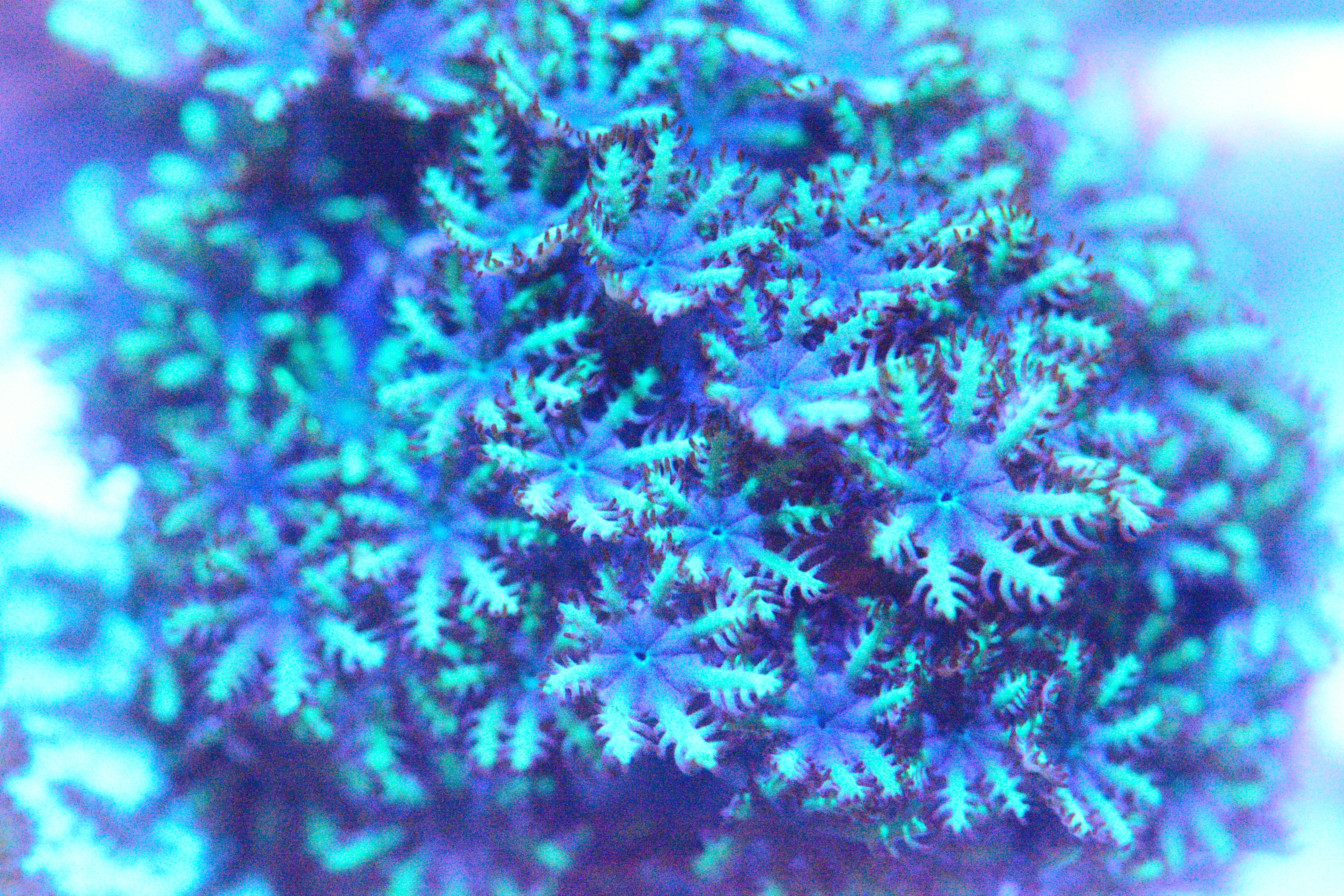 Blue Sympodium Coral