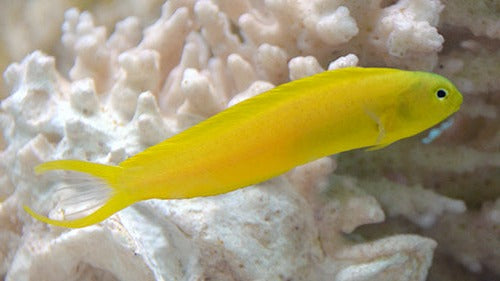 Canary Blenny