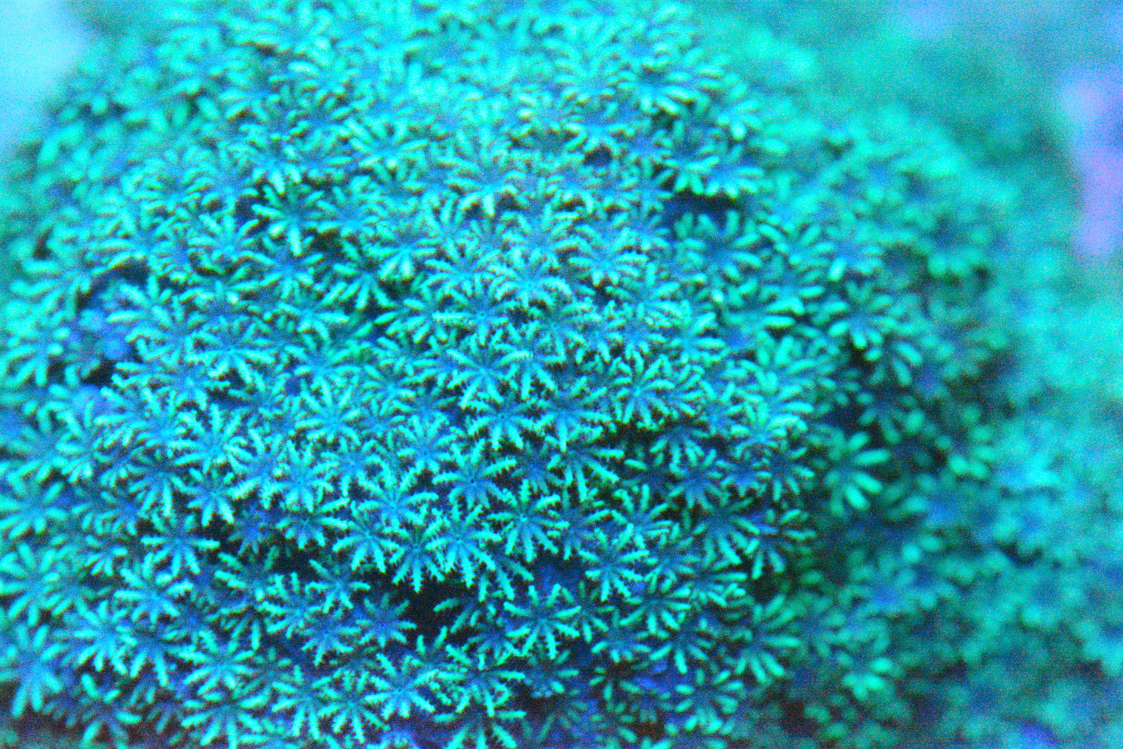 Blue Sympodium Coral