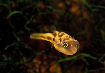 Dwarf BB Puffer