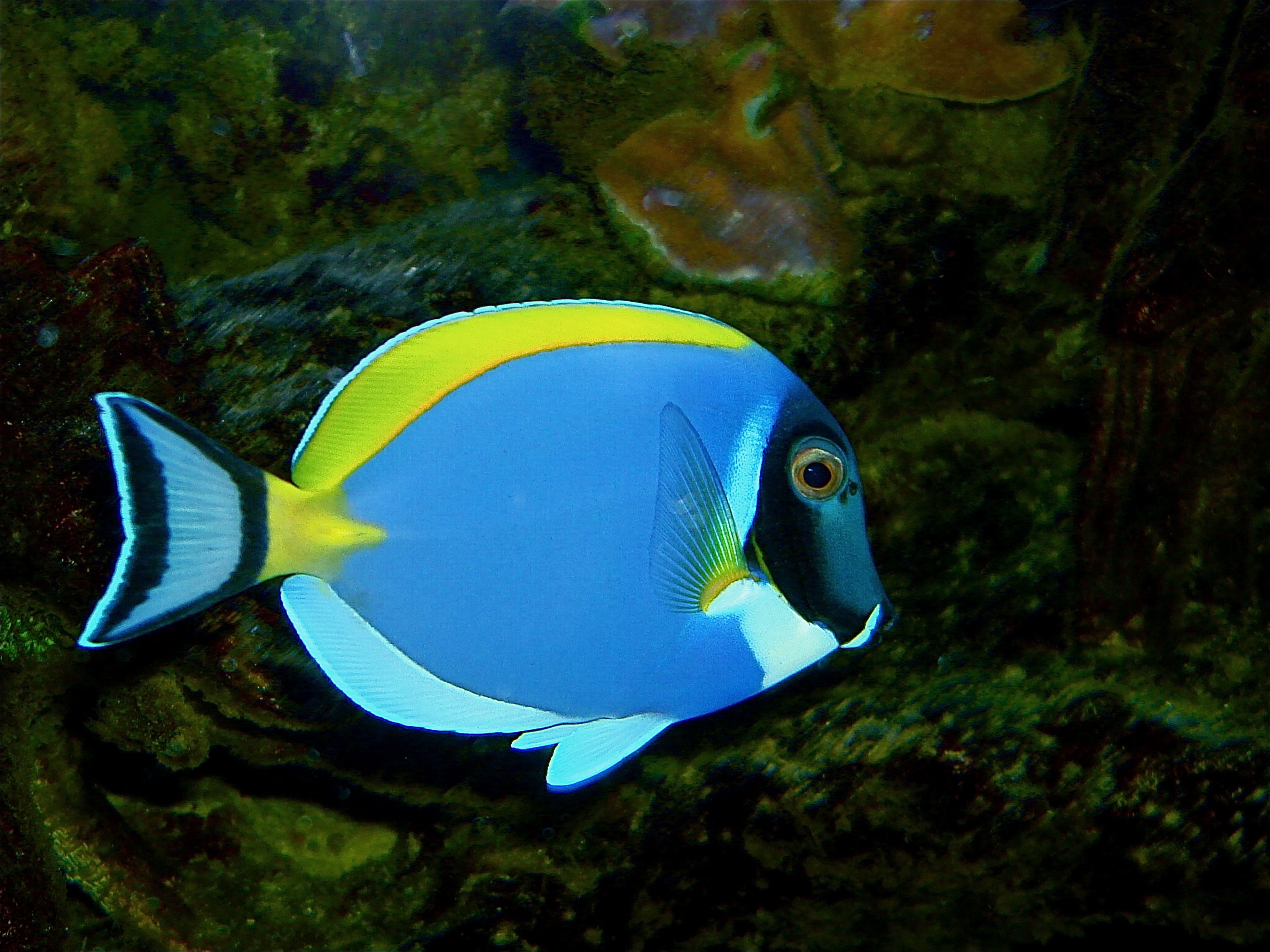 Powder Blue Tang
