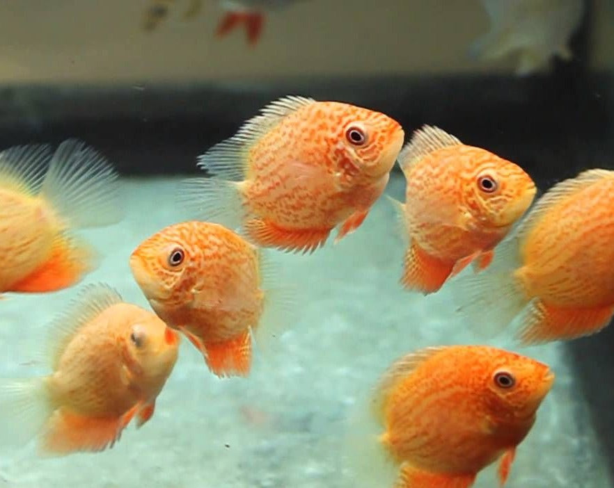 Red Spot Gold Severum