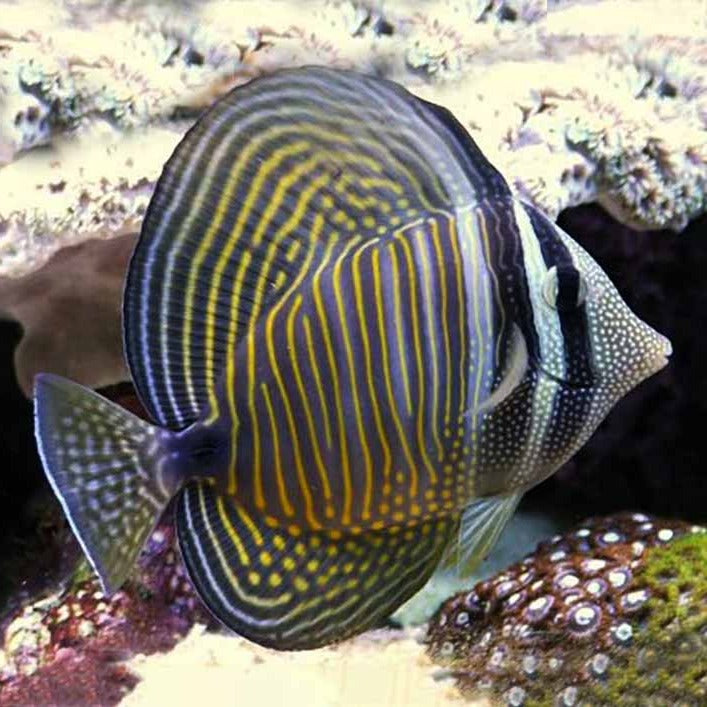Desjardini Sailfin Tang