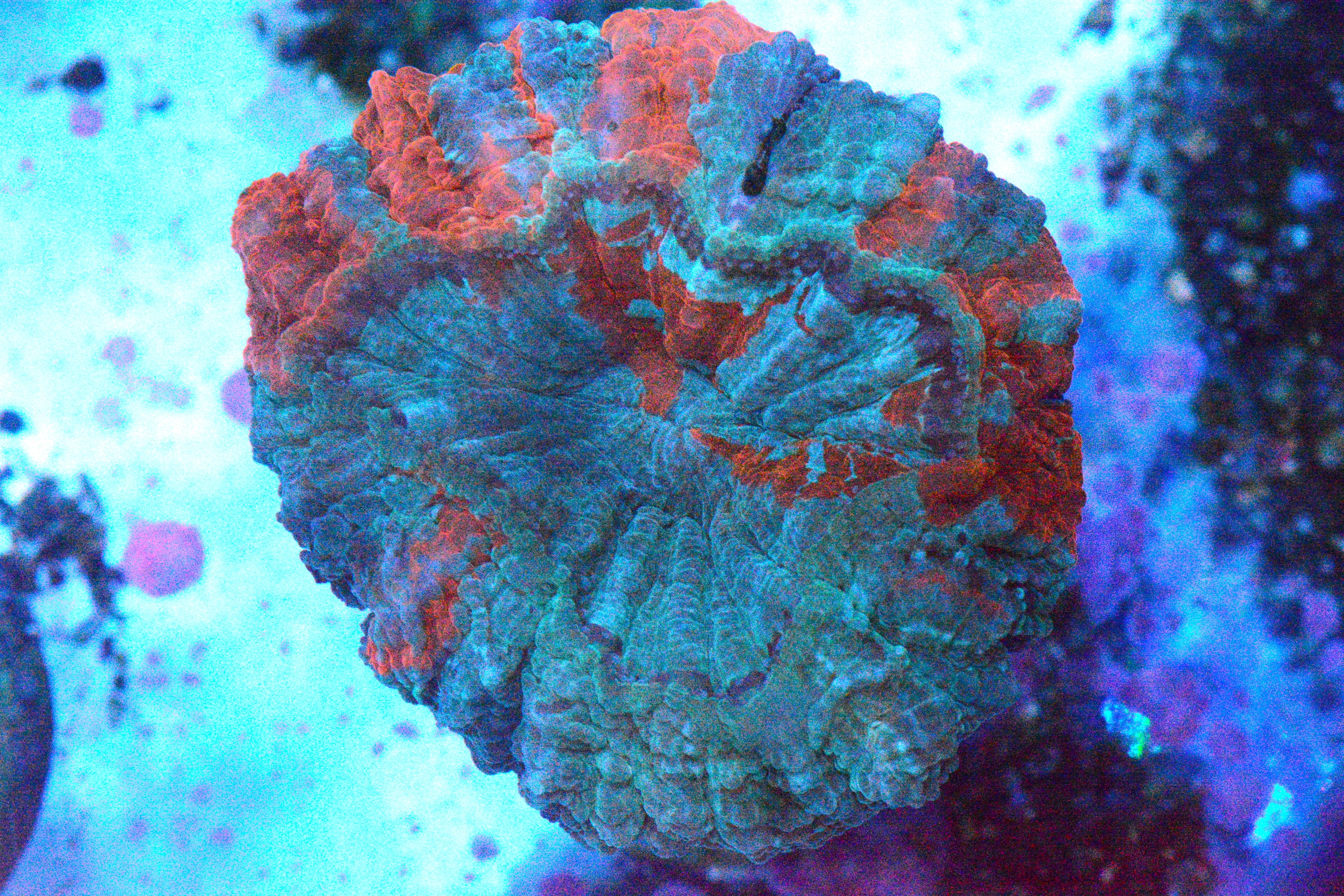 Acanthophyllia - WYSIWYG!