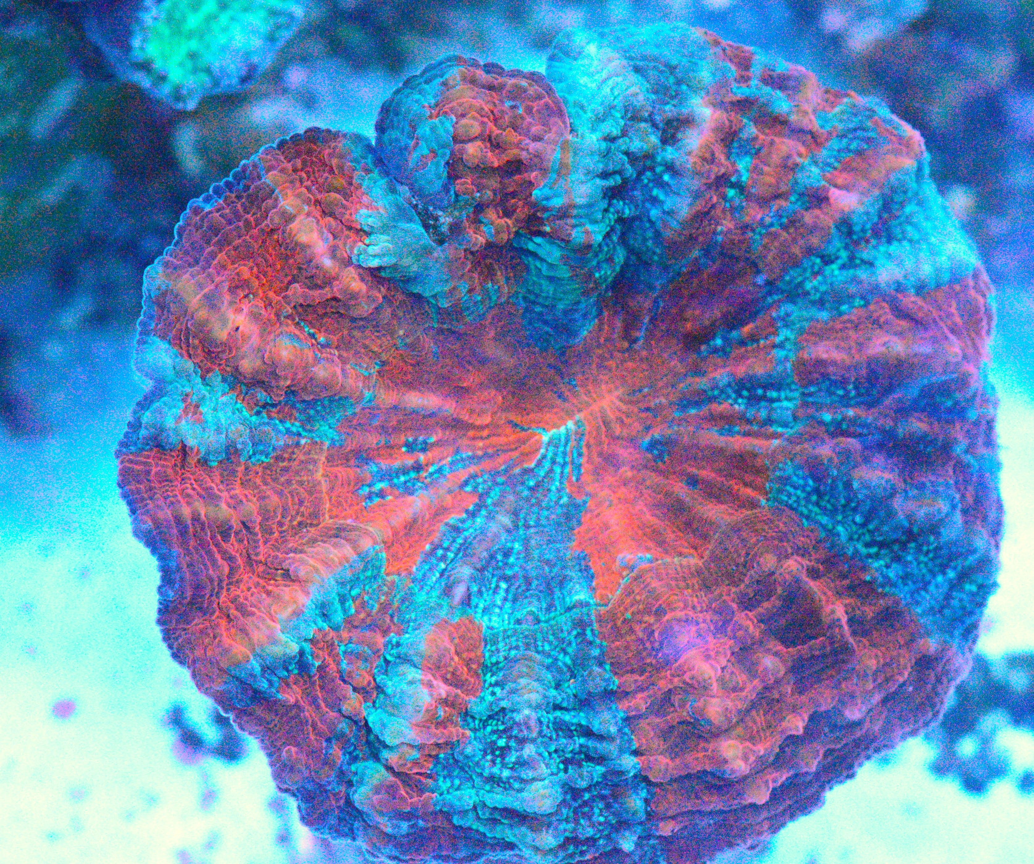 Acanthophyllia - WYSIWYG!