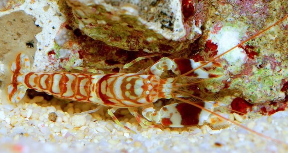 Pistol Shrimp: Tiger