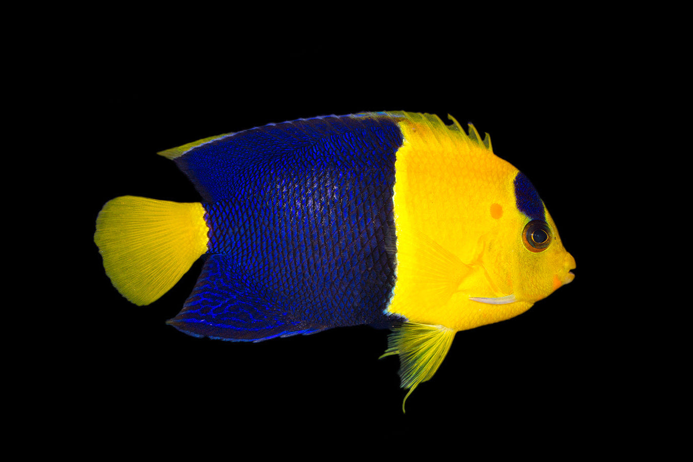 BiColor Angel