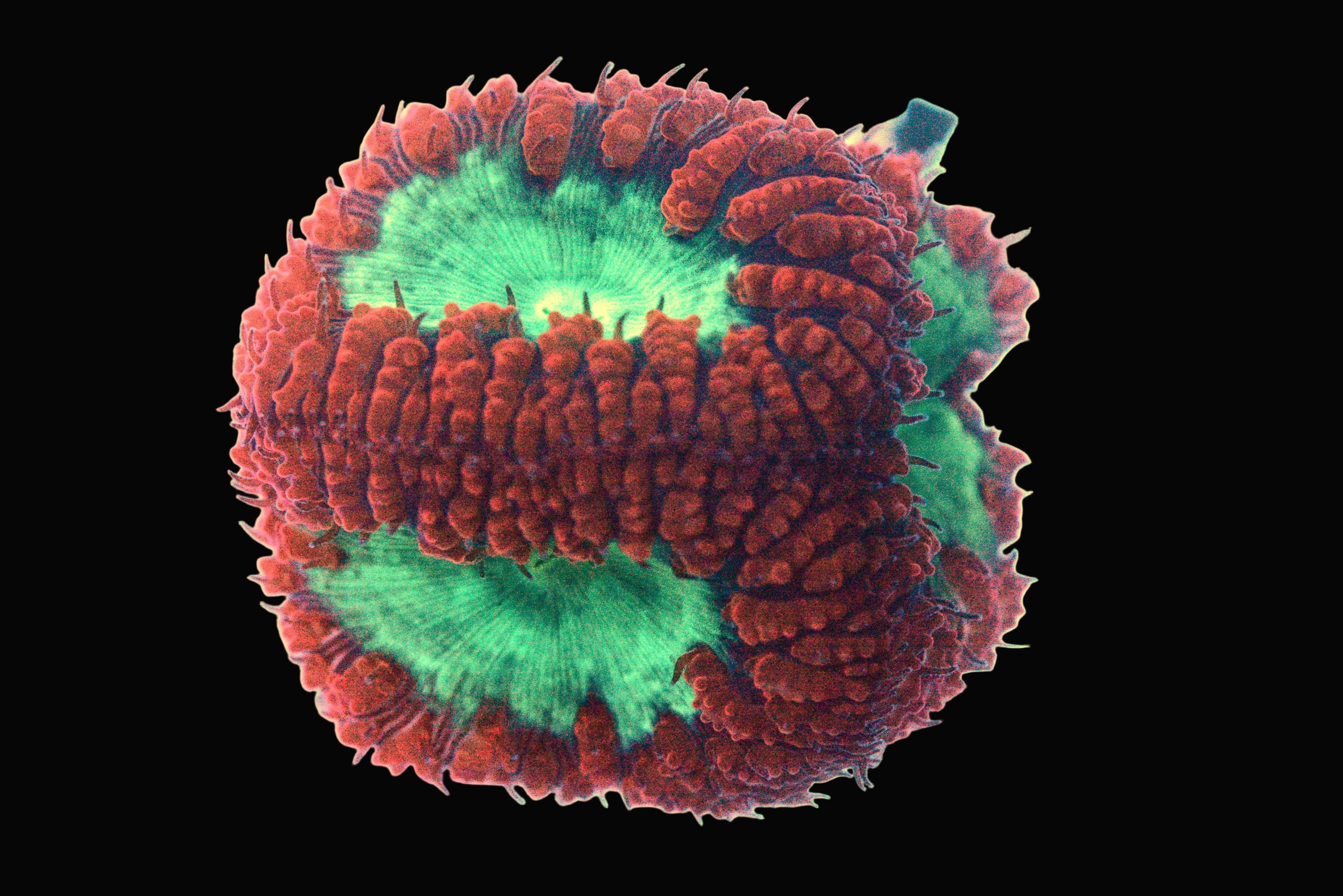 Ultra Blastomussa Wellsi Coral - WYSIWYG!