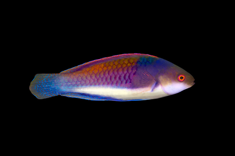 BlueSide Fairy Wrasse
