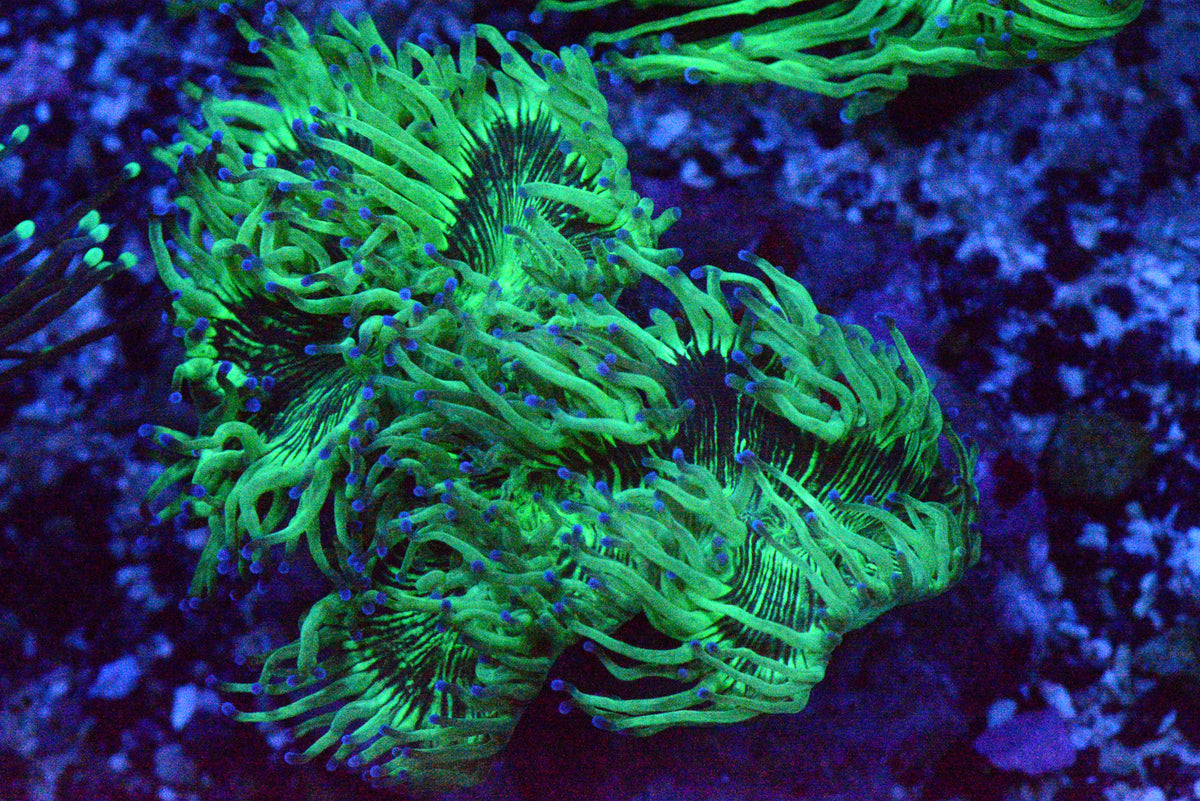 Blue Tip Elegance Coral - WYSIWYG