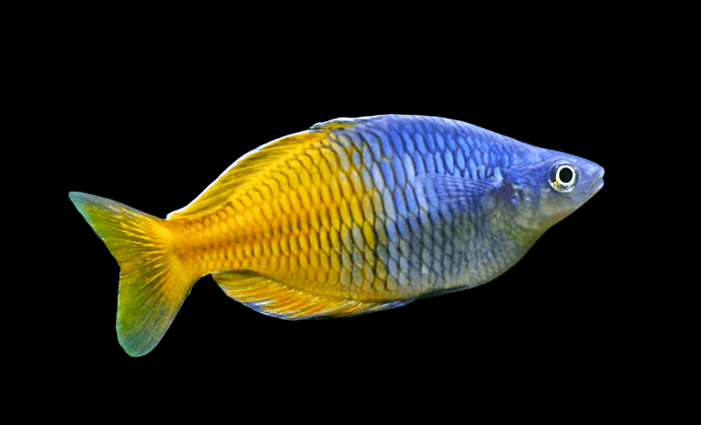 Boesemani Rainbowfish
