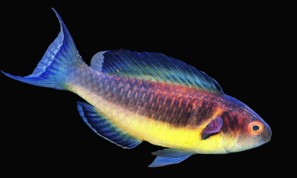 Brunneus Fairy Wrasse