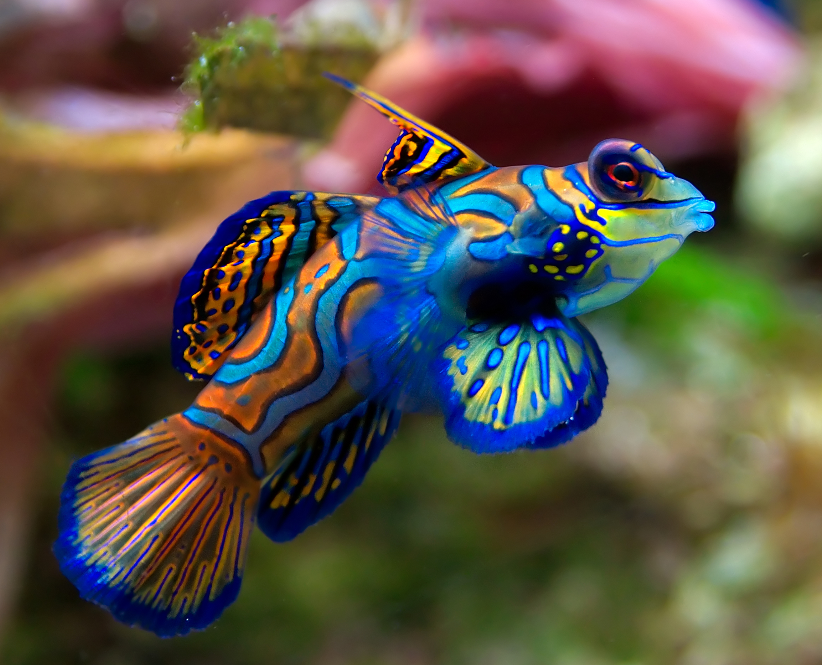 Green Mandarin Goby (Dragonet)