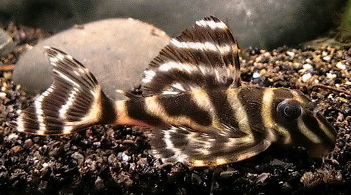 Clown Pleco