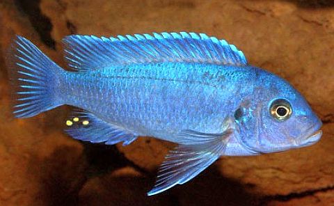 Blue Zebra Cichlid