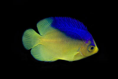 Colin's Angelfish Captive-bred