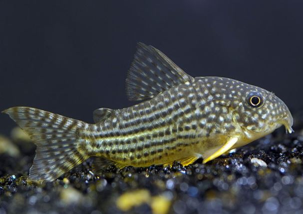 Sterbai Corydoras