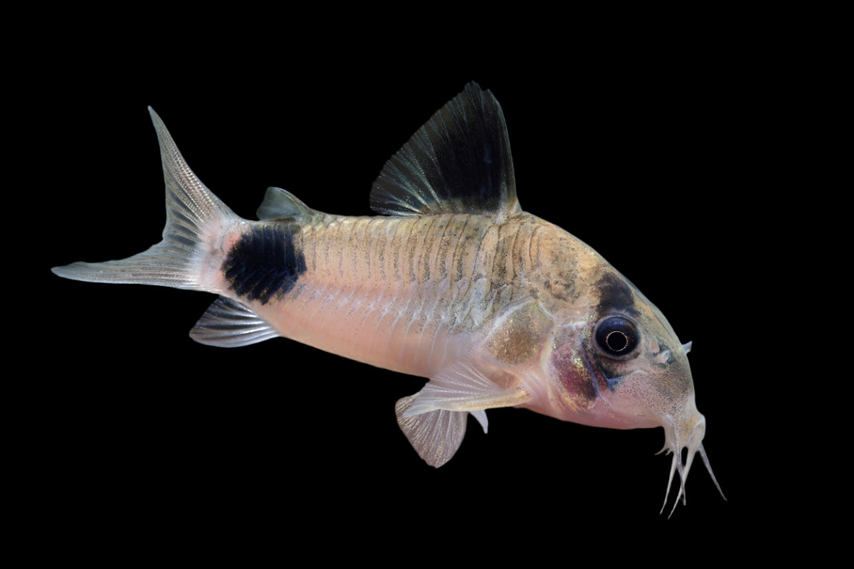Panda Corydoras