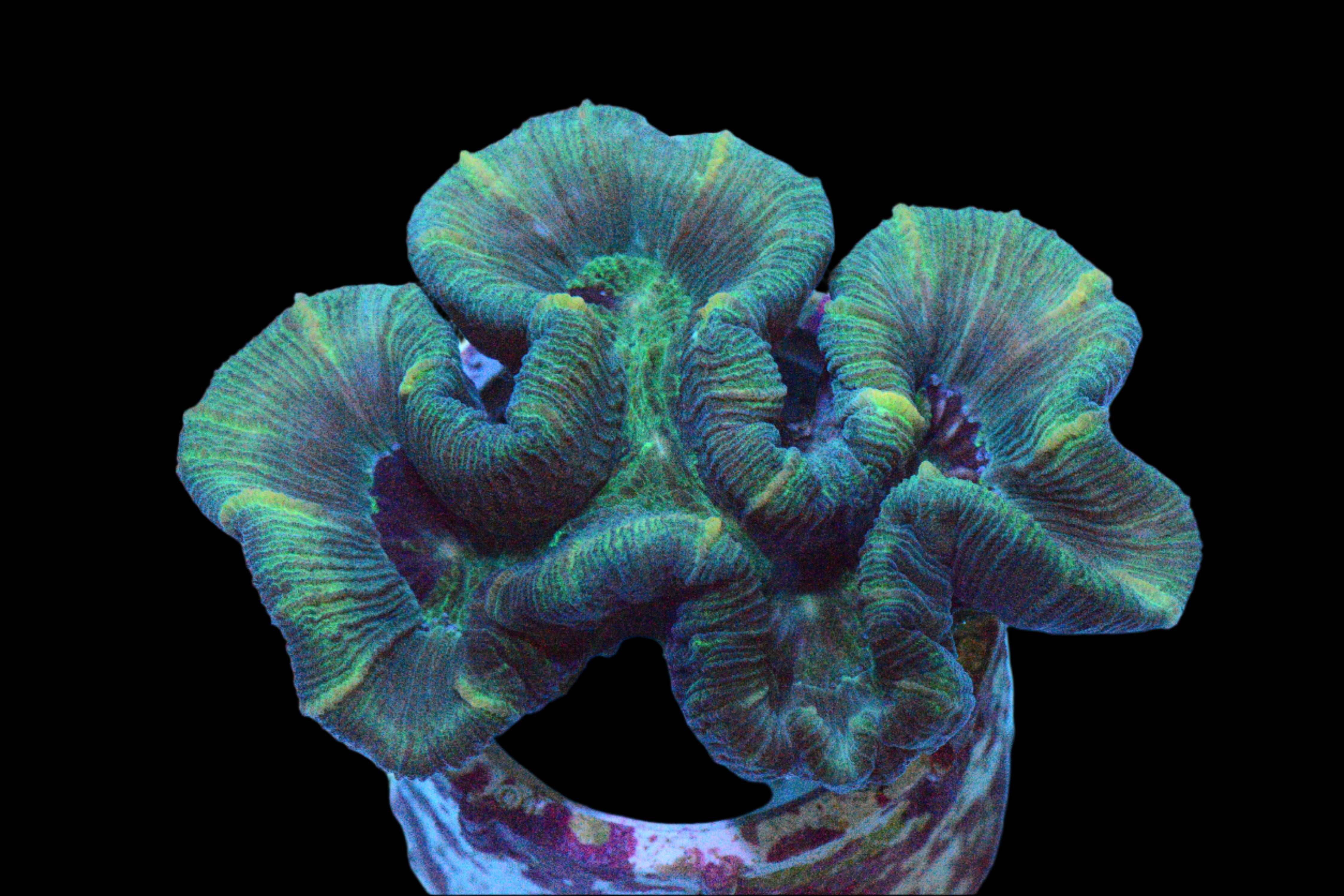 Trachyphyllia Puzzle Piece - WYSIWYG!
