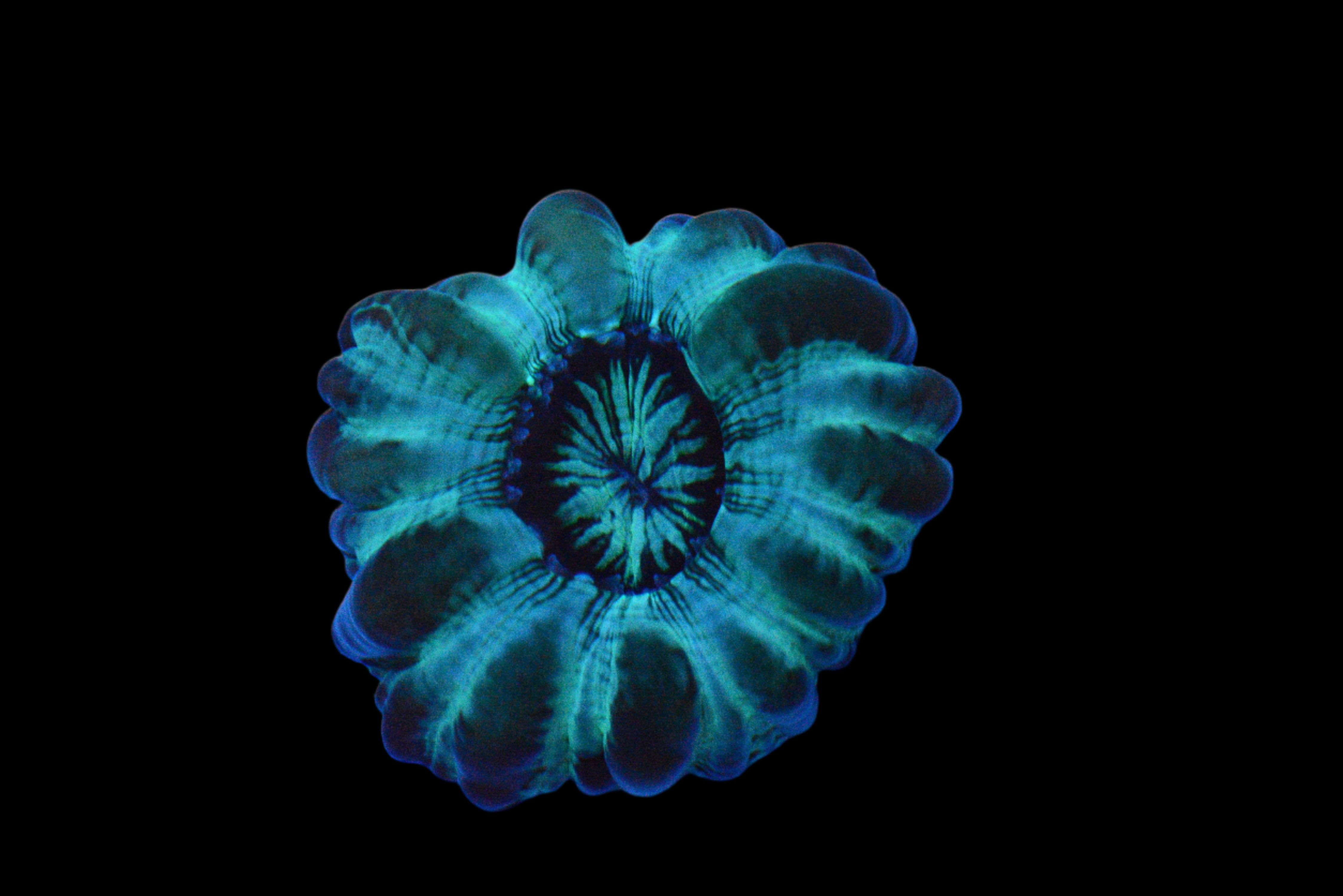 Cynarina Coral - WYSIWYG!