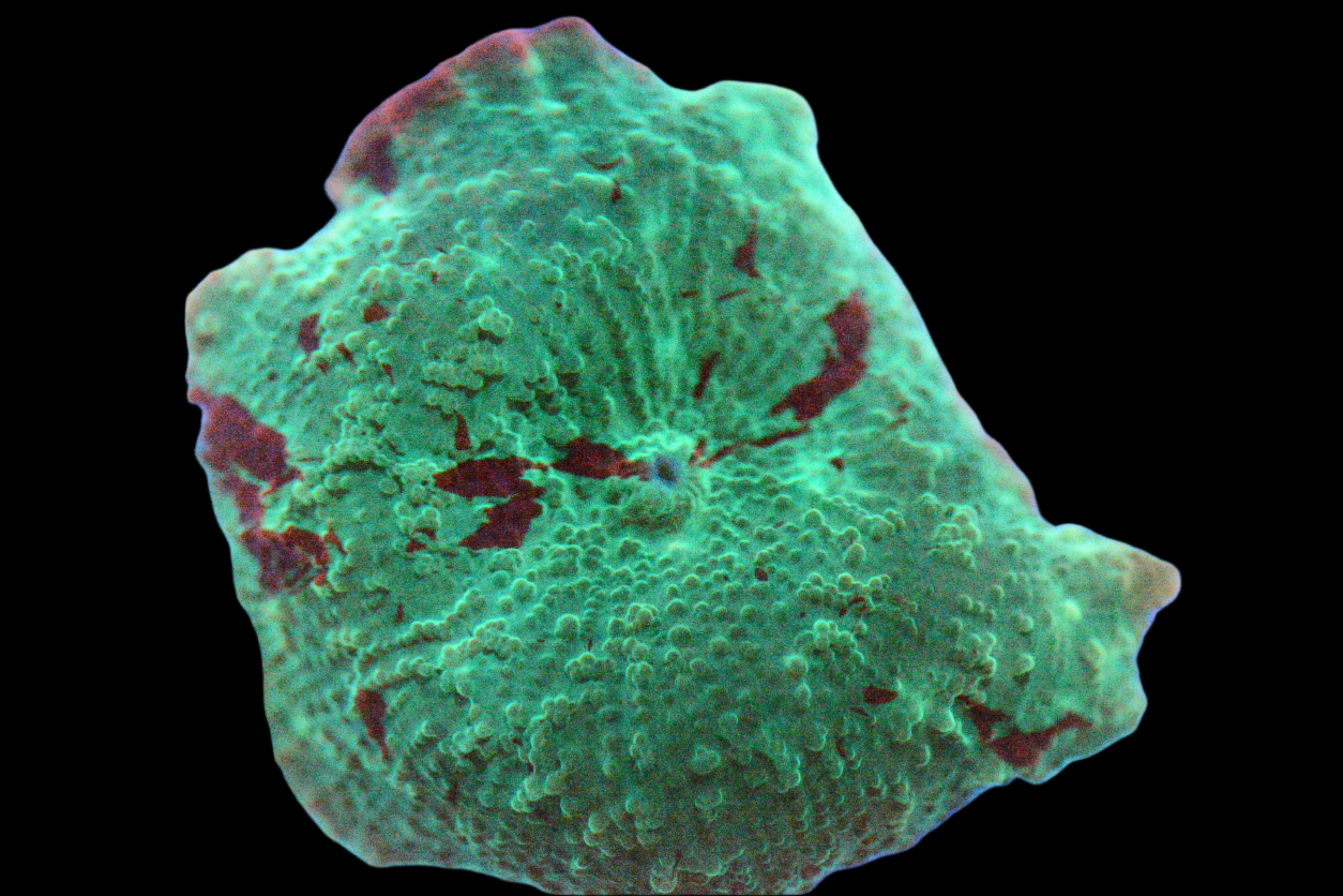 Jawbreaker Mushroom Coral Eclectus - WYSIWYG!
