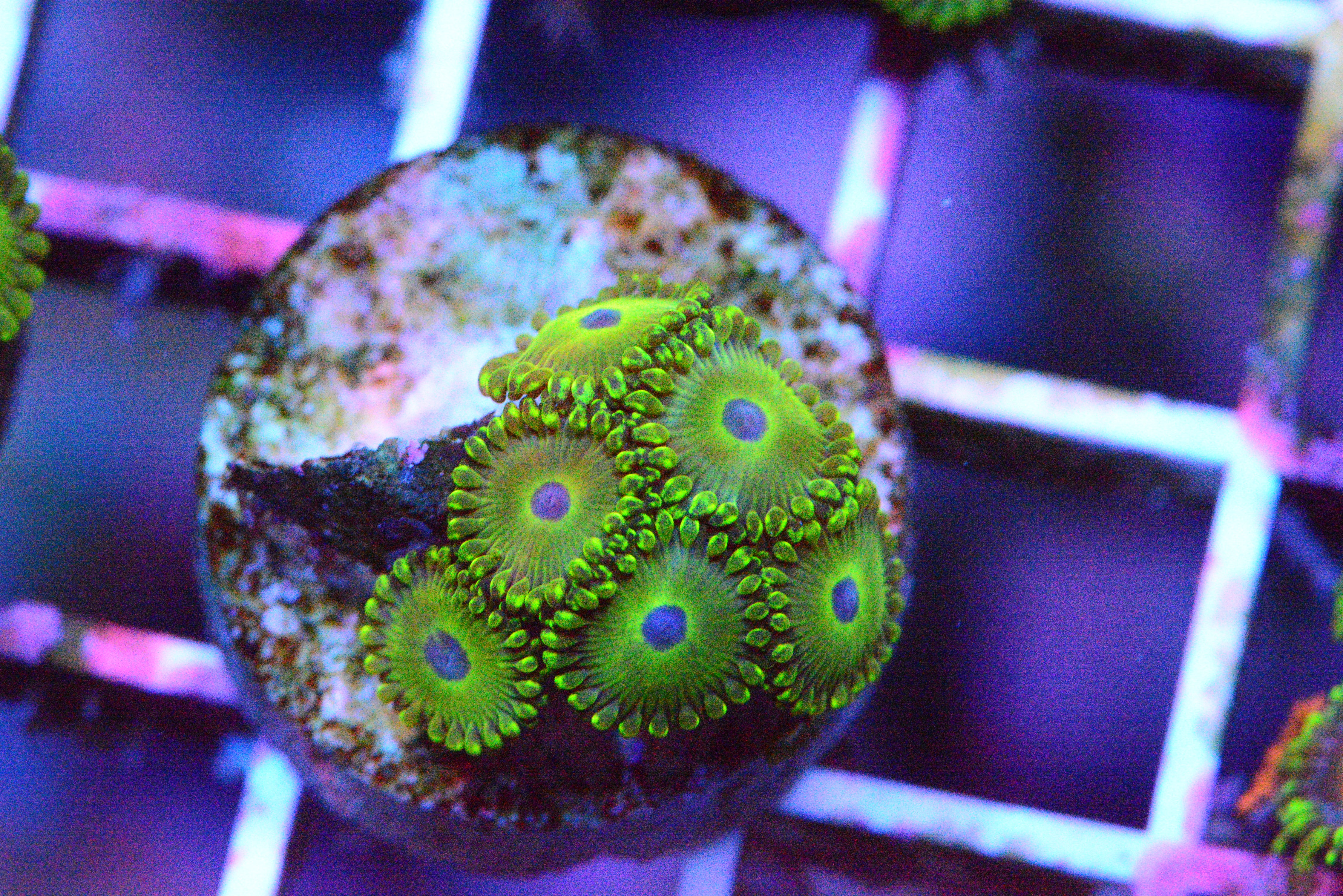 Zoa - AC's Bitcoin Zoa