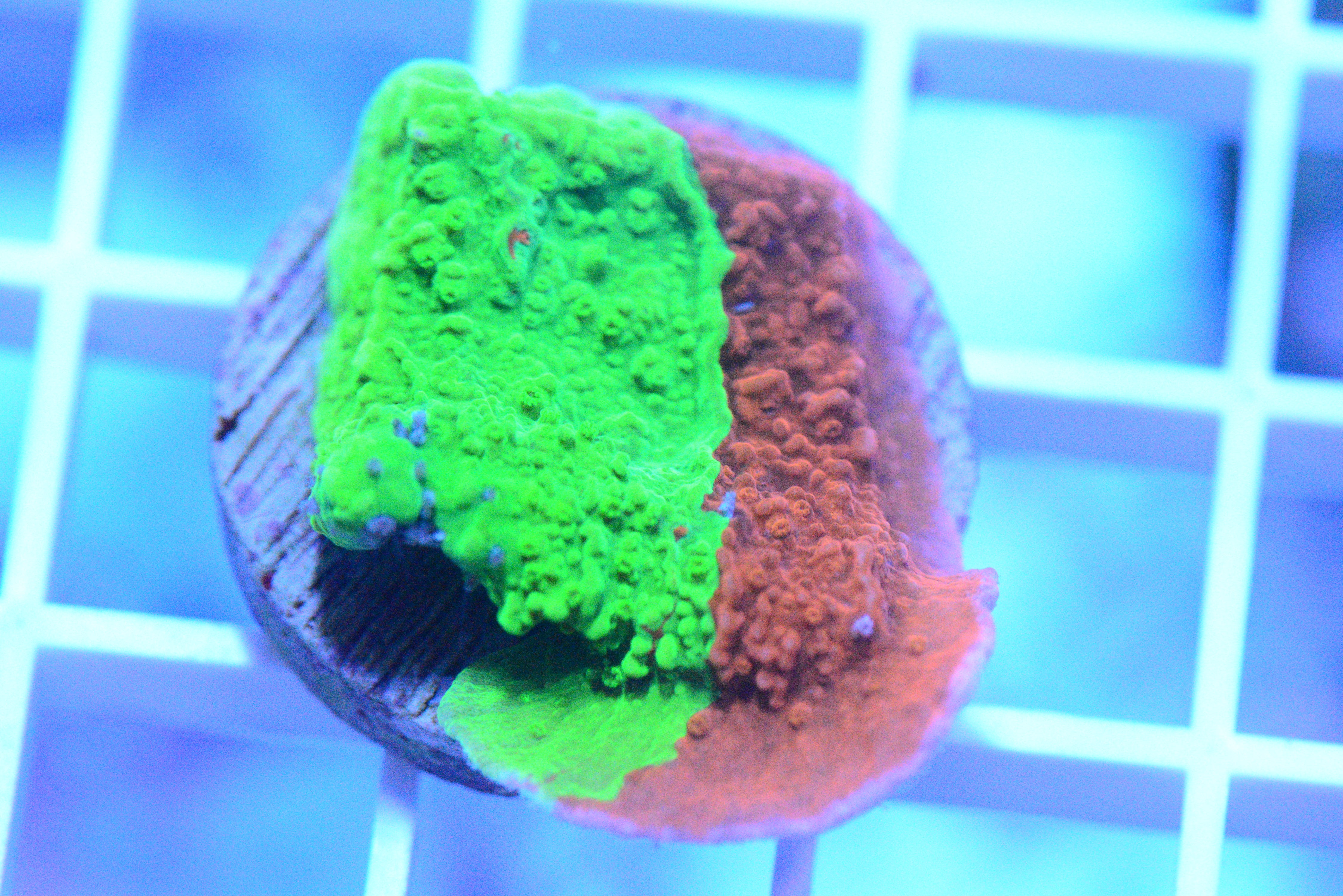 Grafted Montipora Cap. Coral - WYSIWYG!