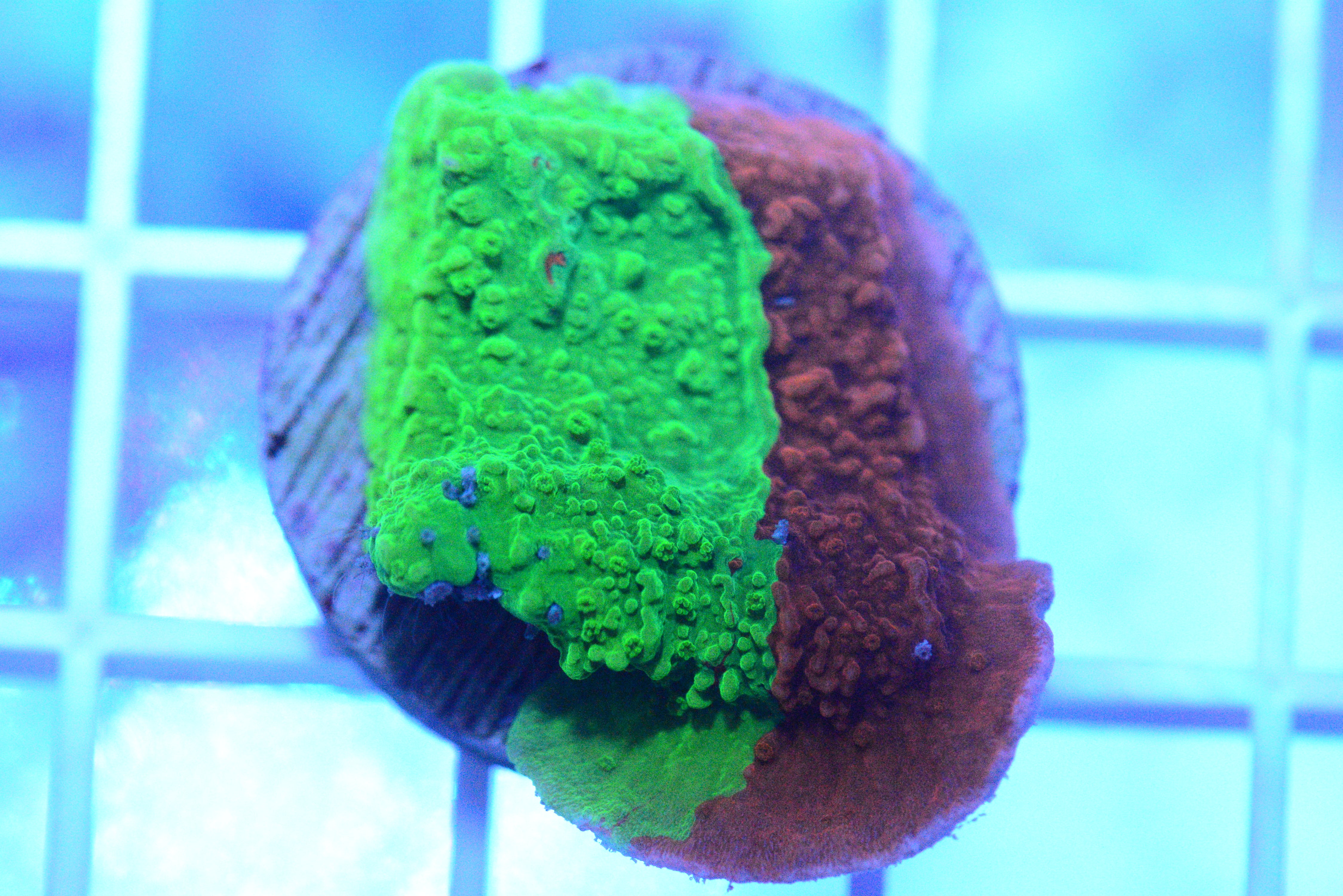 Grafted Montipora Cap. Coral - WYSIWYG!