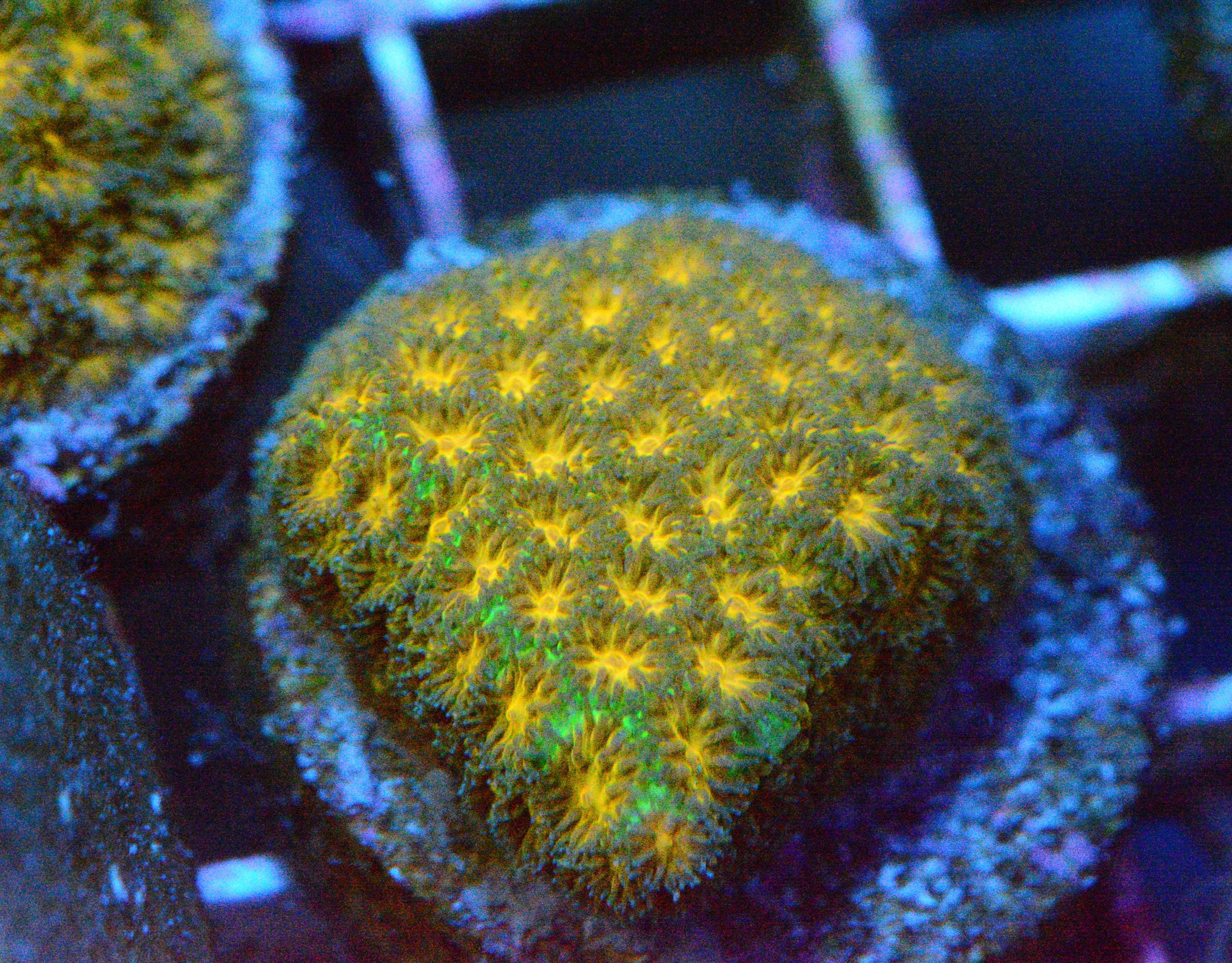 Orange & Green Leptastrea - Frag
