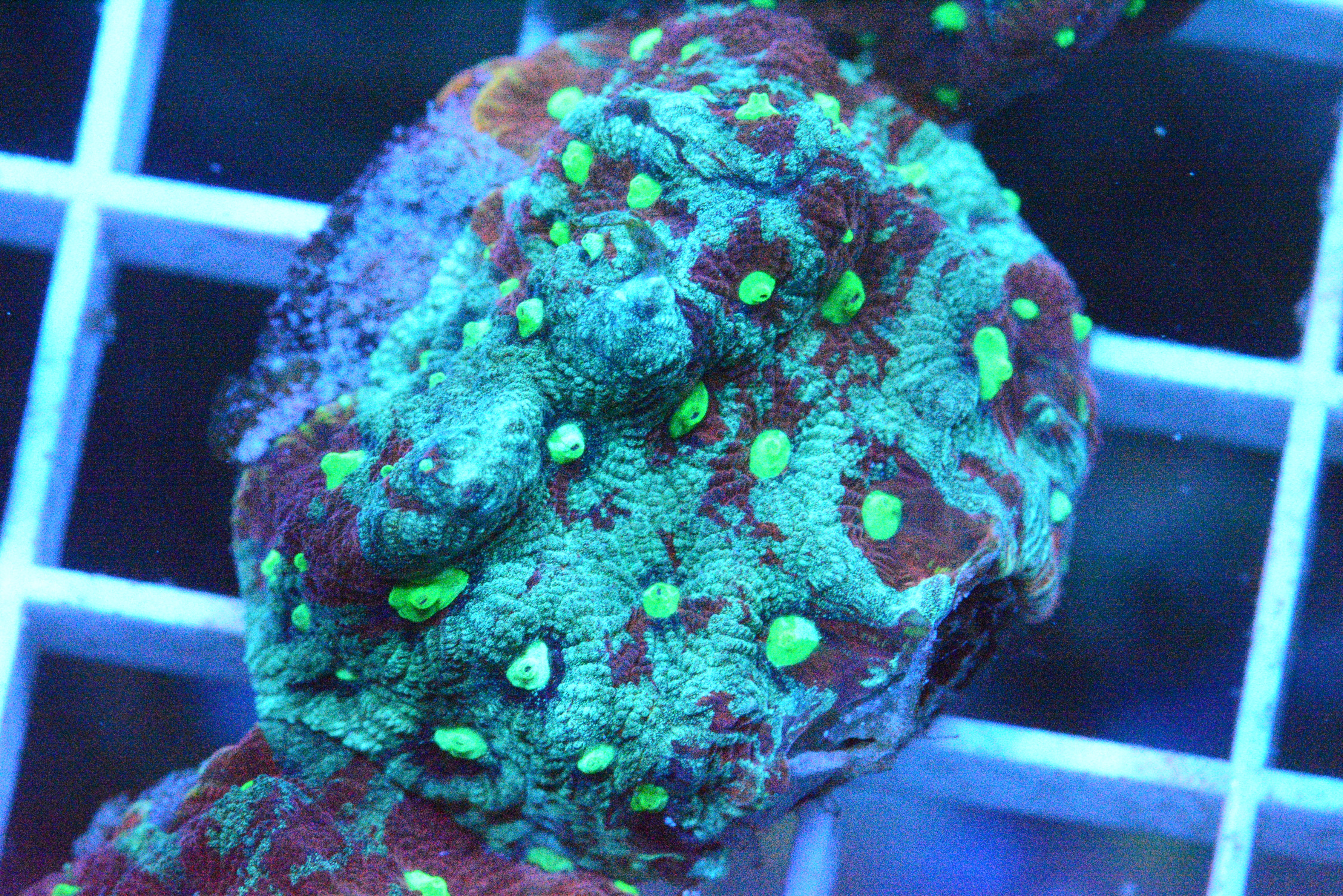War Coral Frag