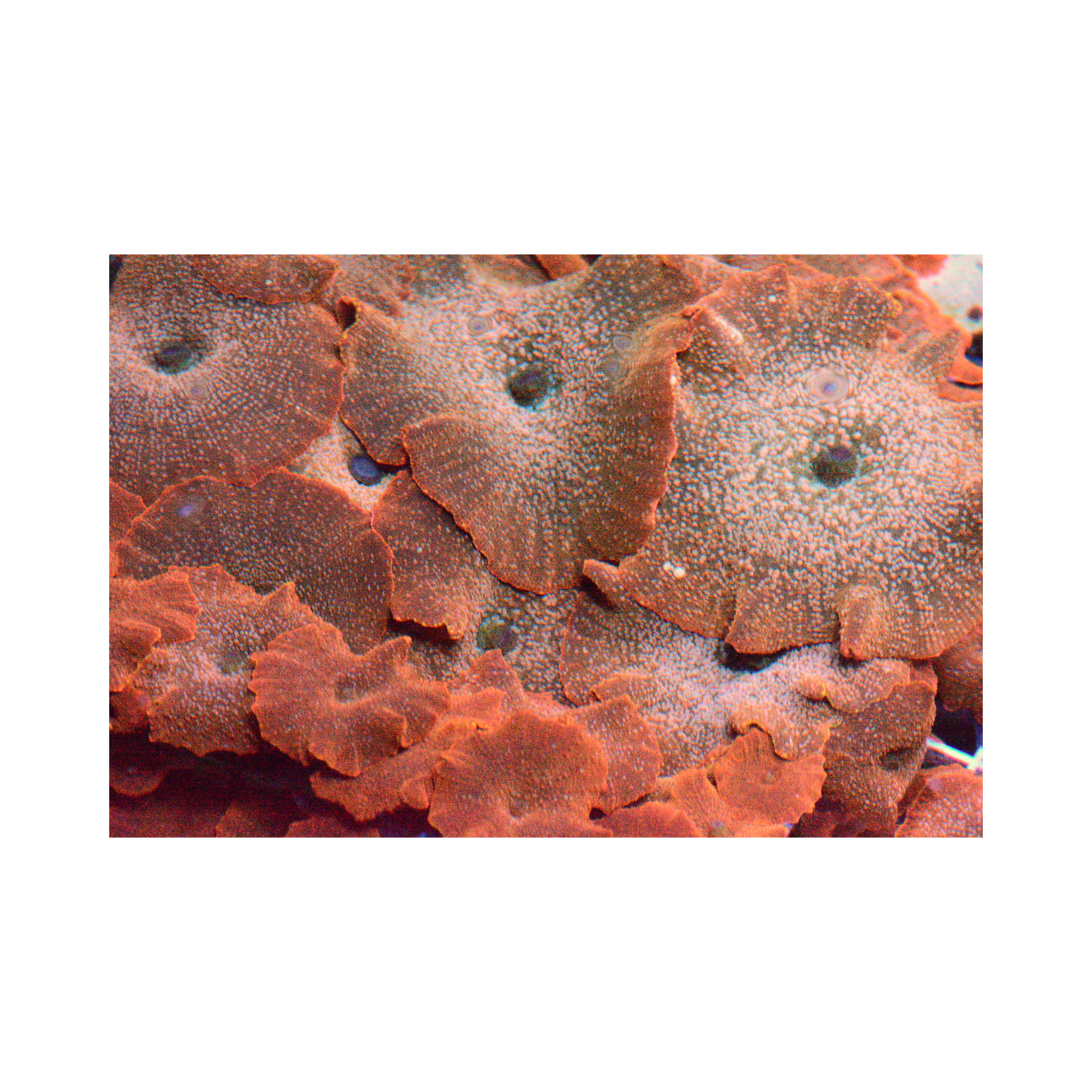 Speckled Orange Discosoma