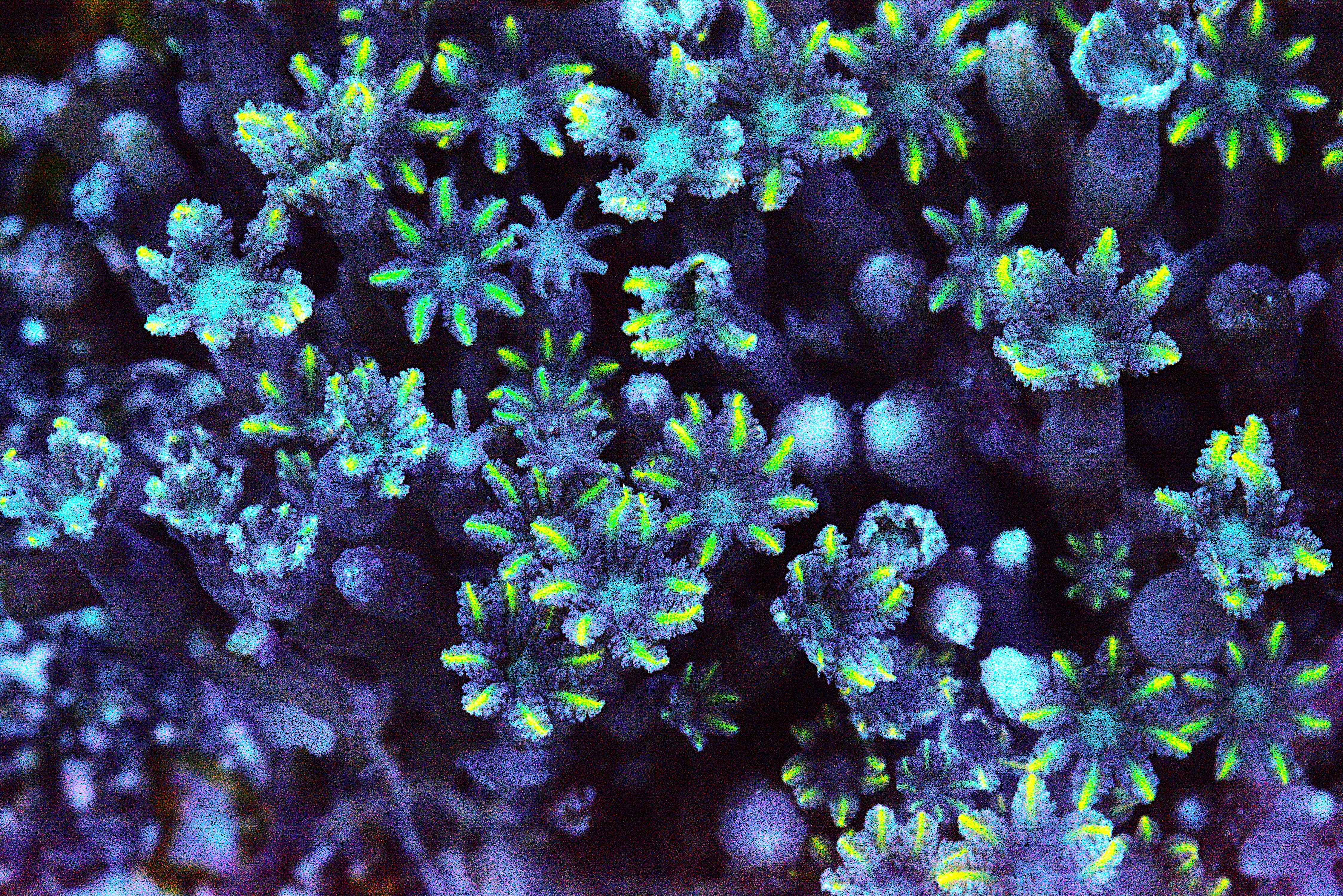 Firework Clove Polyp