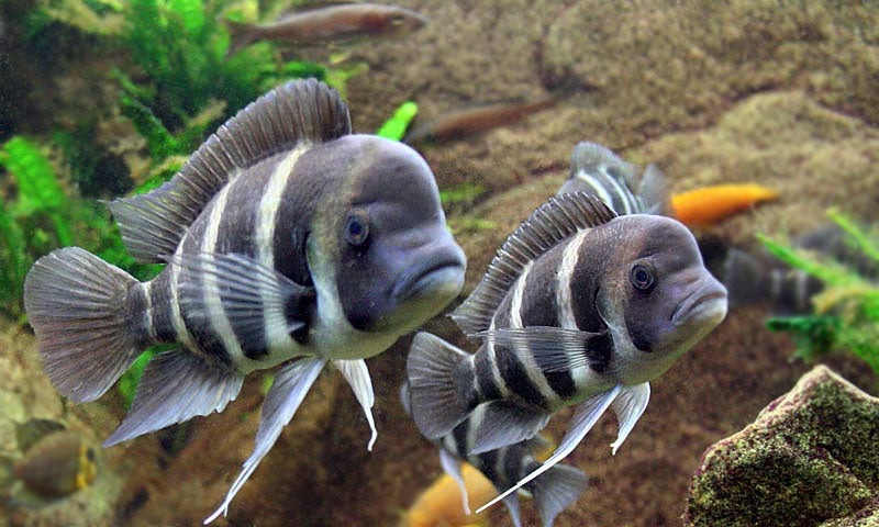 Frontosa
