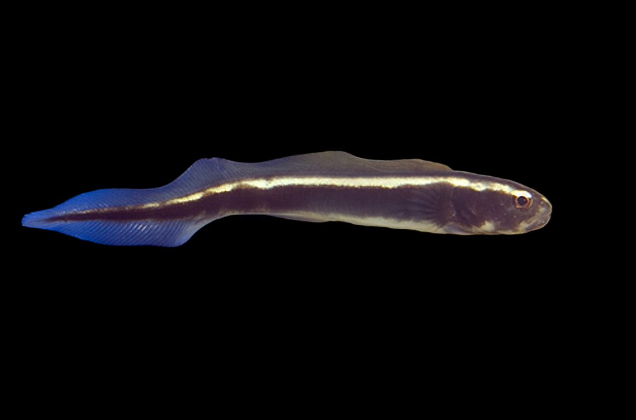 NEON ENGINEER Goby