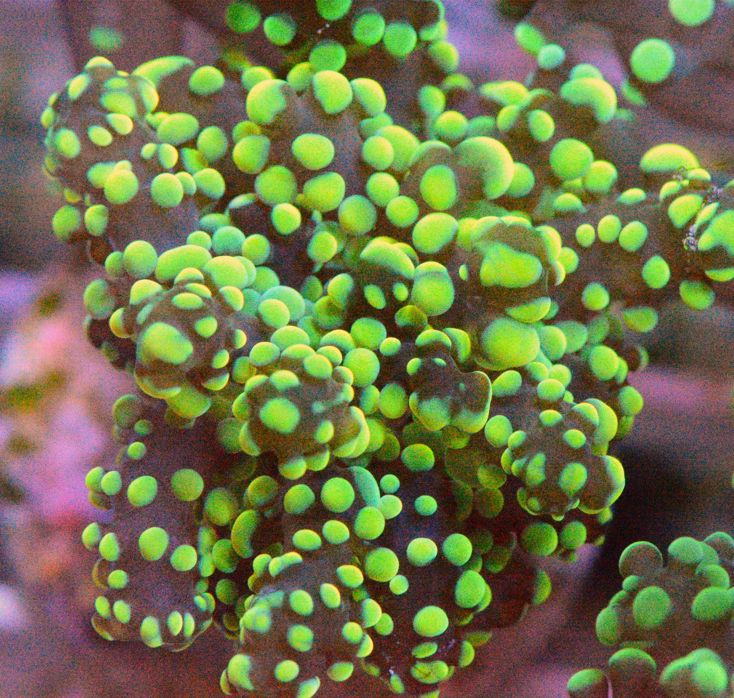 Gold Octospawn Coral - WYSIWYG!