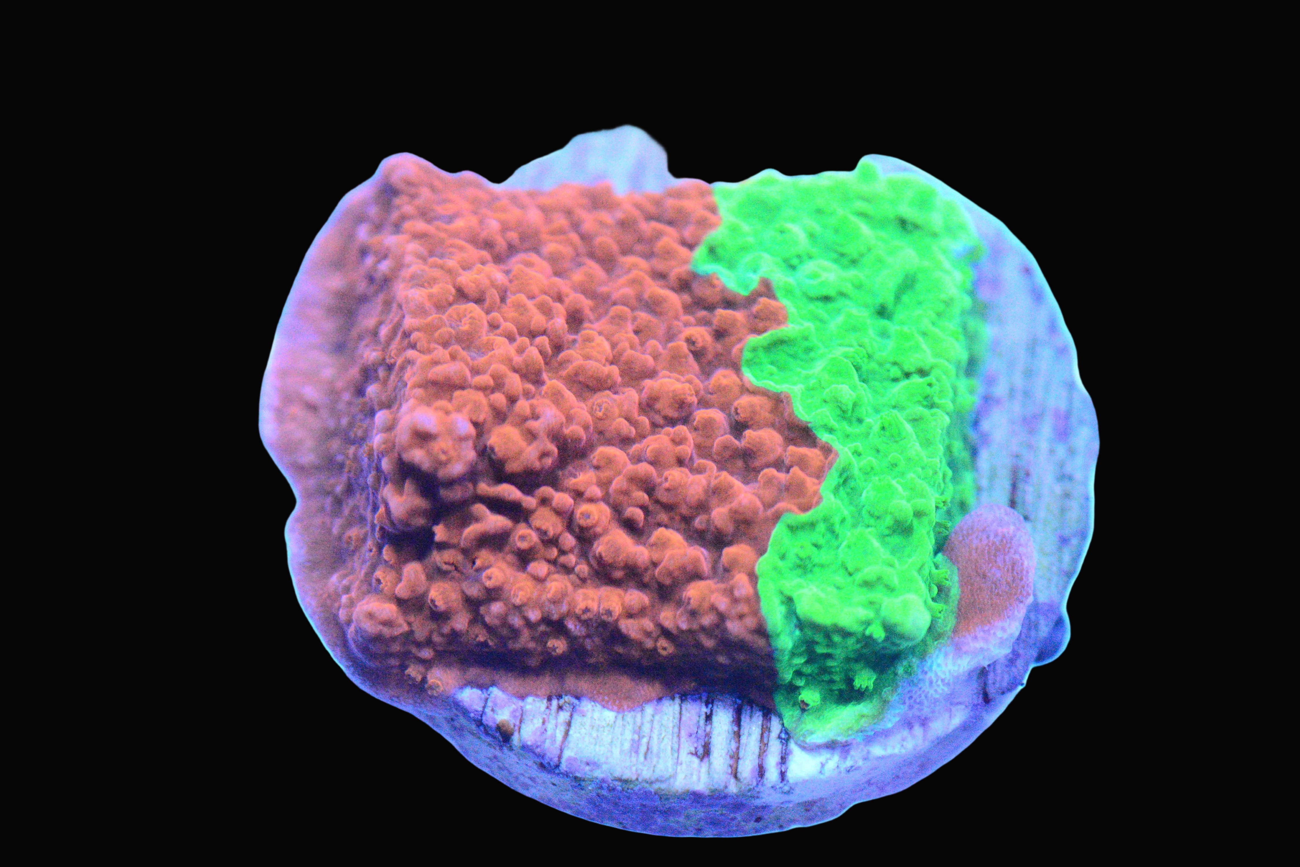 Grafted Montipora Cap. Coral - WYSIWYG!