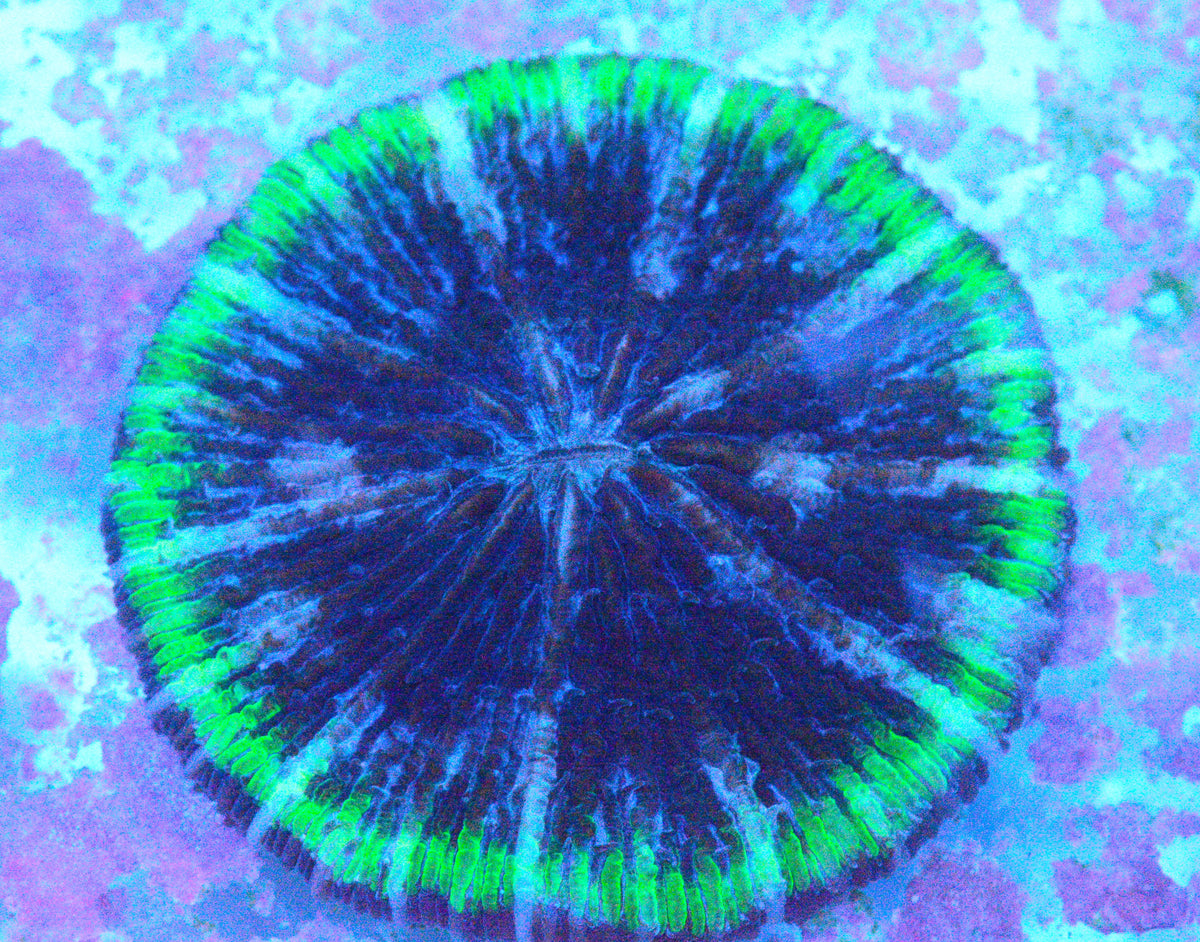 Green Rim Plate Coral - WYSIWYG