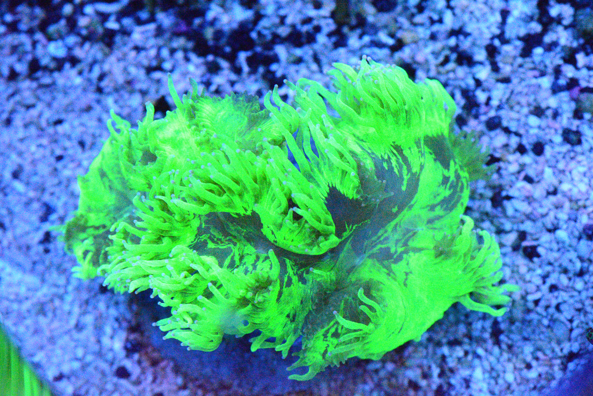 Highlighter Elegance Coral - WYSIWYG