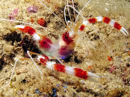 Banded Coral Shrimp