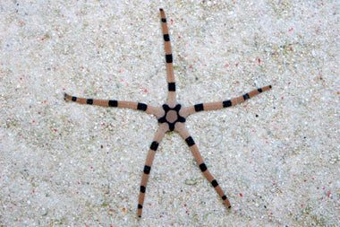 Serpent  Banded Star
