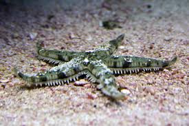 Sand Star