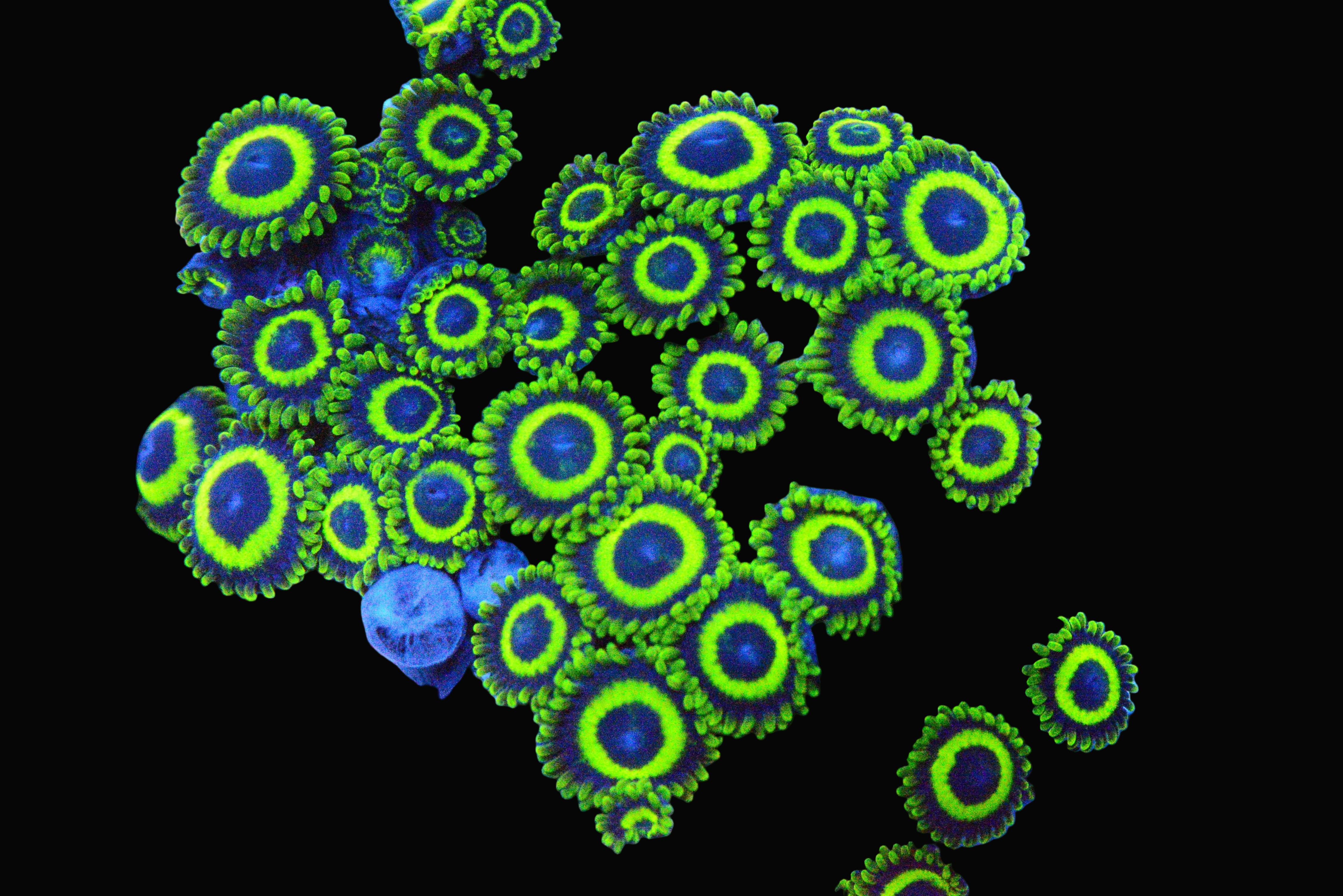 Zoa - LA Lakers Frag – Aquatic Cove
