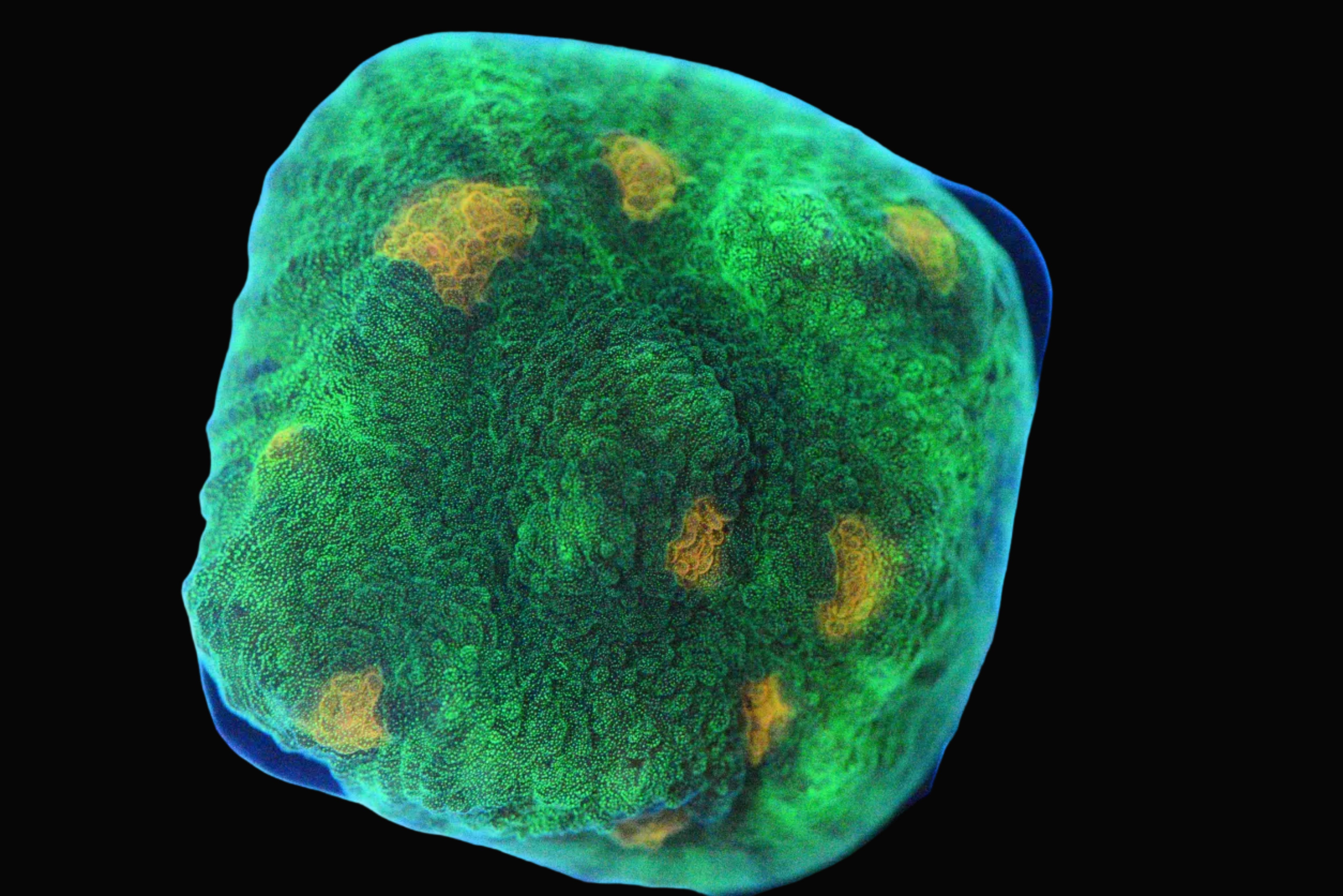 Mummy Eye Chalice Coral - WYSIWYG!